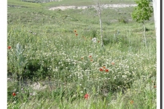 20030518-Adrada_29