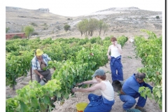 20030925-Vendimia_03