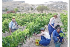 20030925-Vendimia_04