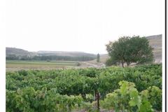 20030925-Vendimia_05