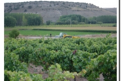 20030925-Vendimia_06
