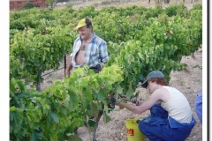 20030925-Vendimia_08
