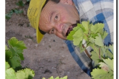 20030925-Vendimia_15