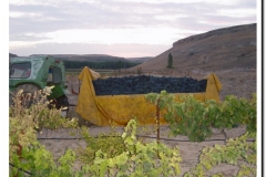 20030925-Vendimia_18