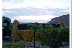 20030925-Vendimia_20