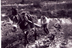 Nemesio cobijando las viñas.
