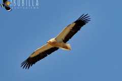 Alimoche-de-Adrada-de-Haza