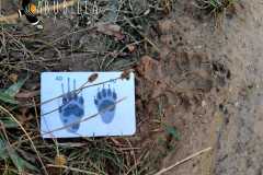 Huellas-de-tejón-arriba-gato-y-a-la-derecha-compatible-con-conejo