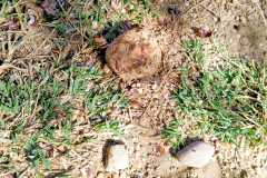 Yunque-de-piedra-en-el-que-el-zorzal-charlo-come-caracoles