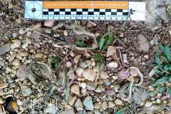 esqueleto-de-serpiente-posiblemente-de-culebra-de-collar