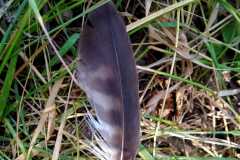 pluma-posiblemente-de-cárabo